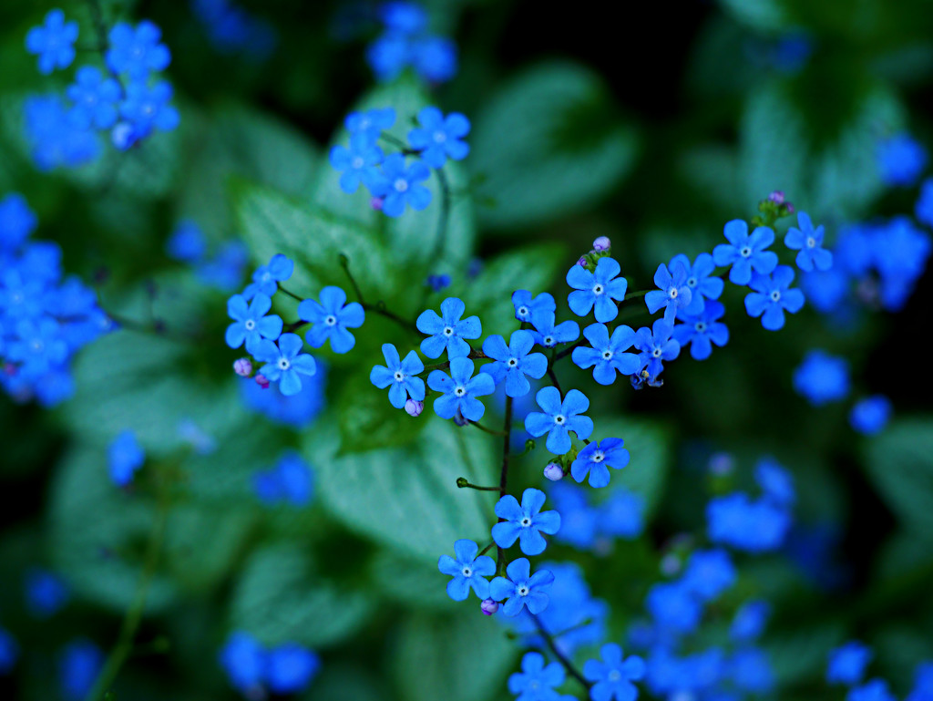 Forget Me Nots by gq