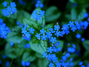 4th May 2019 - Forget Me Nots
