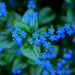 Forget Me Nots by gq