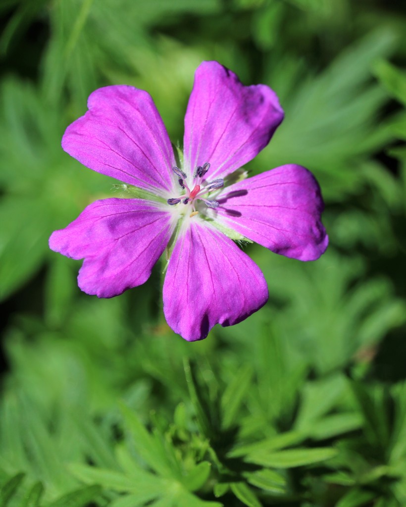 May 7: Wild Geranium by daisymiller