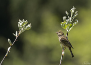 7th May 2019 - Female House Finch