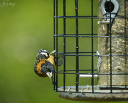 7th May 2019 - First Blackheaded Grosbeak this Year