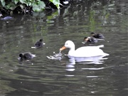 30th Apr 2019 - Duck and Ducklings