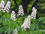 30th Apr 2019 - Horse Chestnut Candles 