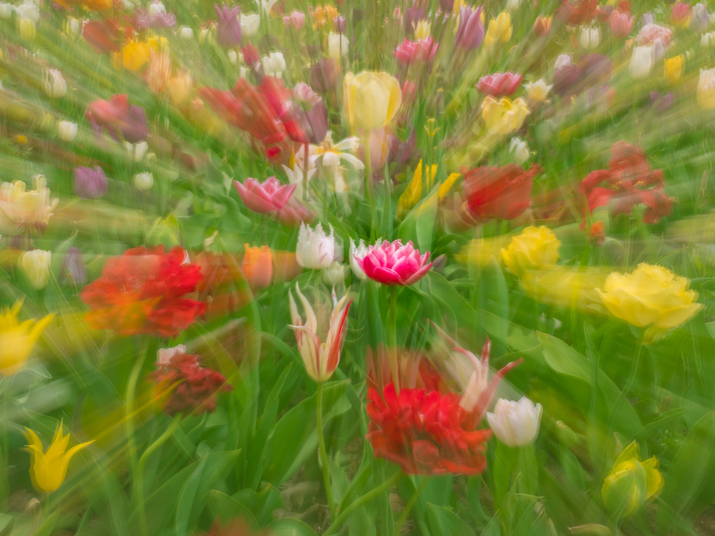 Colourful meadow by haskar