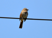 1st May 2019 - Song Sparrow On the Wire