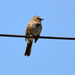 Song Sparrow On the Wire by stephomy