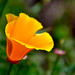 California Poppy by stephomy