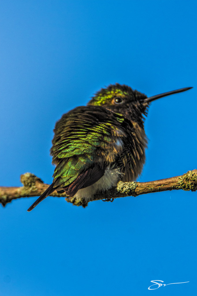 Female Ruby-Throated Hummingbird by skipt07