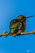 5th May 2019 - Female Ruby-Throated Hummingbird