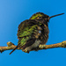 Female Ruby-Throated Hummingbird by skipt07