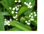 7th May 2019 - Lily of the Valley ...