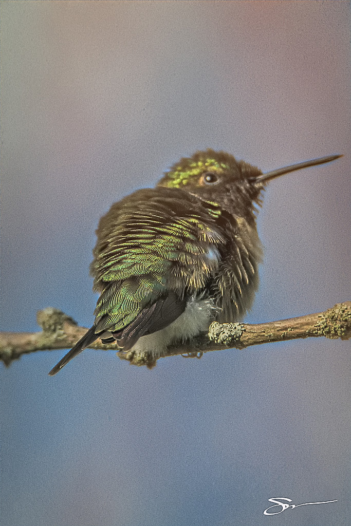 Female Ruby-Throated Hummingbird by skipt07