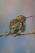 5th May 2019 - Female Ruby-Throated Hummingbird