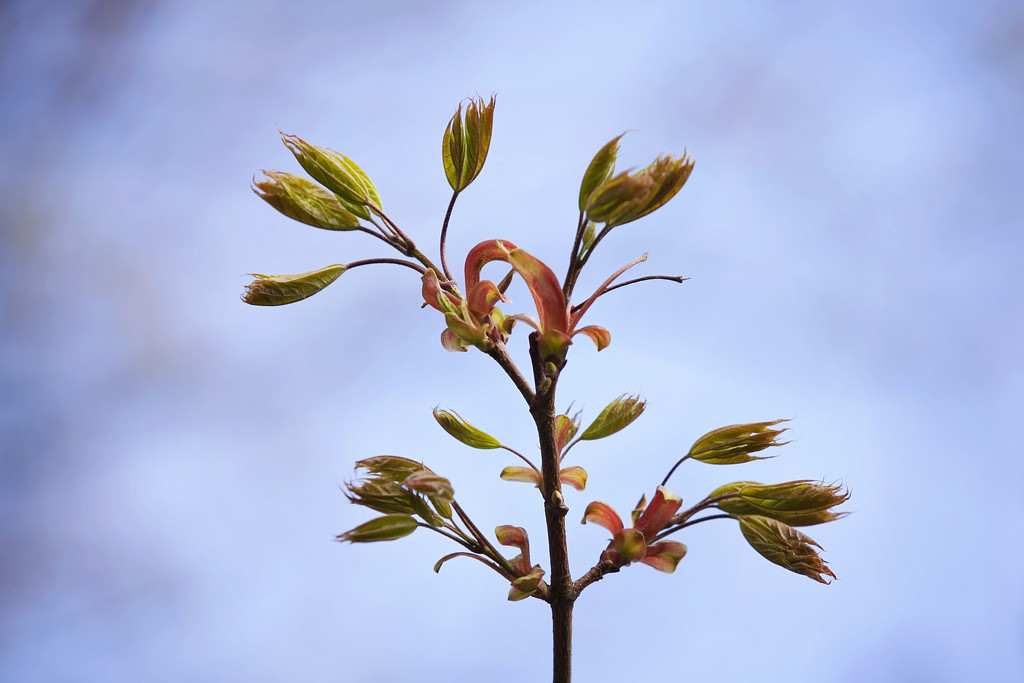 New growth on the Maples by kiwichick