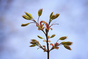 6th May 2019 - New growth on the Maples
