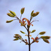 New growth on the Maples by kiwichick