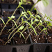Hubbys seedlings by kiwichick