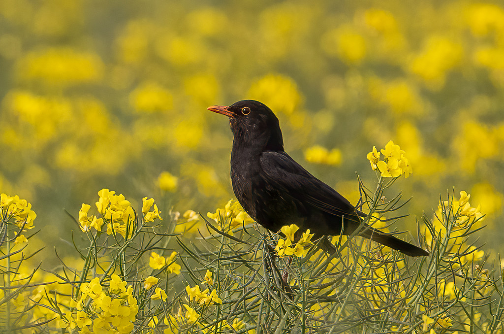 Blackbird on yellow by inthecloud5