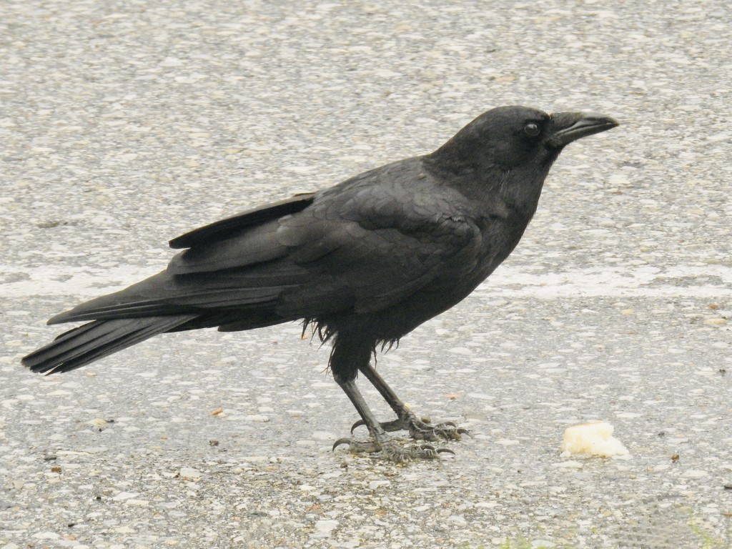 Crow in the road by amyk