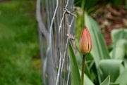 7th May 2019 - Tulip on the edge