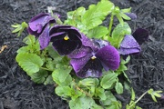 5th May 2019 - Wet pansy