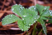 7th May 2019 - Raindrops on the Strawberry plant