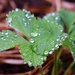 Raindrops on the Strawberry plant by sandlily