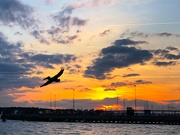 7th May 2019 - Pelican and sunset, Ashley River at Charleston Harbor.