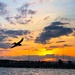 Pelican and sunset, Ashley River at Charleston Harbor. by congaree