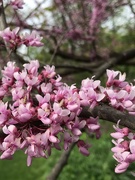 3rd May 2019 - Redbud blossoms 