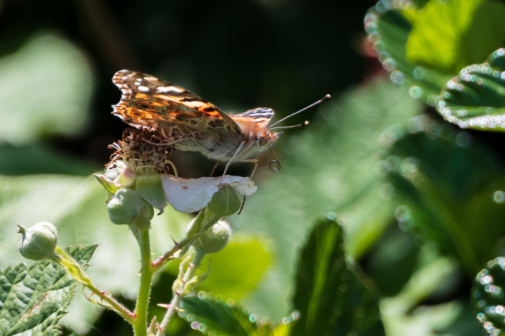 butterfly by nicoleweg