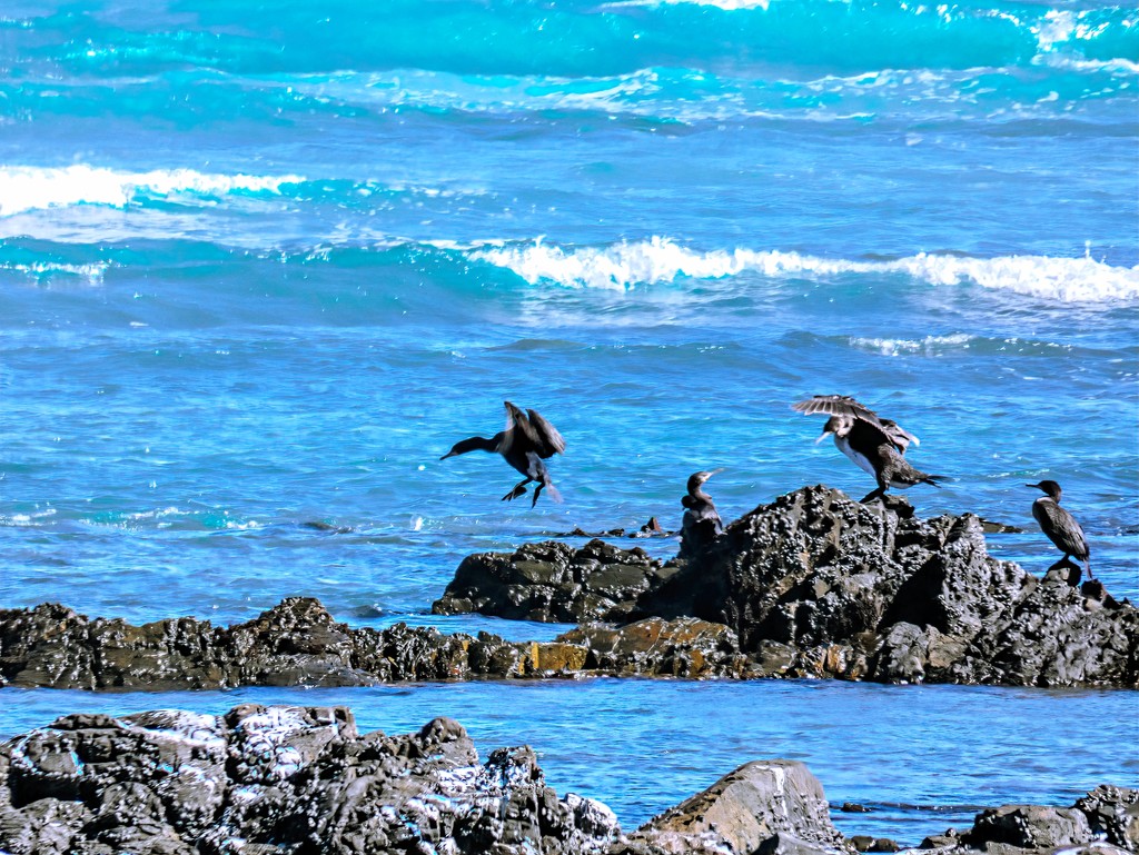 Cormorants having some fun by ludwigsdiana