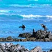 Cormorants having some fun by ludwigsdiana