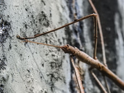 29th Apr 2019 - Preying mantis