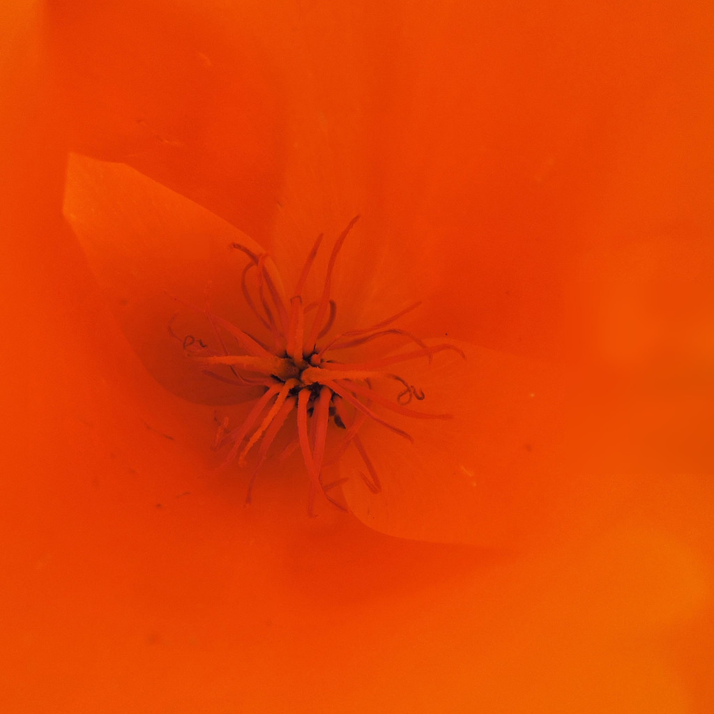Inside a flower by etienne