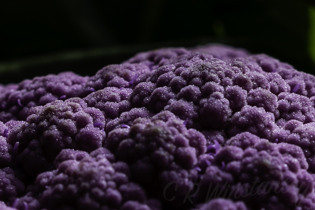 Purple Cauliflower by kipper1951