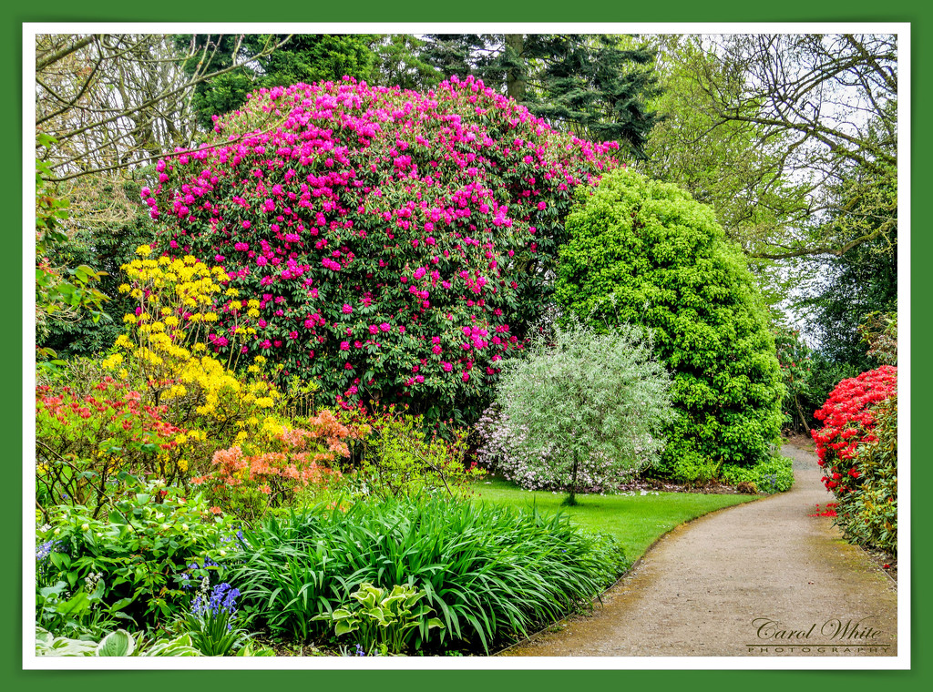 A Profusion Of Colour,Chirk Castle Gardens by carolmw