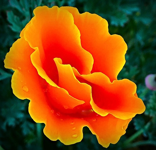 california-poppy-facts-and-health-benefits