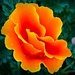 The California poppy by gardenfolk