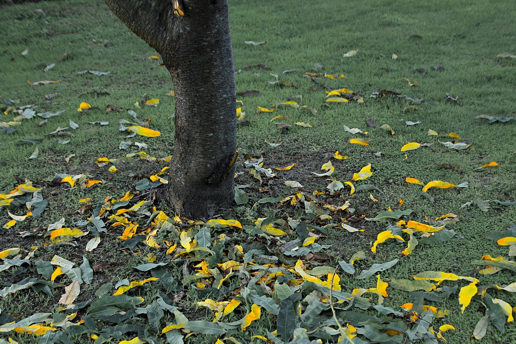 Leaf fall  by kiwinanna