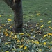Leaf fall  by kiwinanna