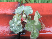 8th May 2019 - Rain on the church garden plants.
