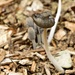 Furled fungus by kiwinanna