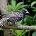 PRETTY BIRD  by markp