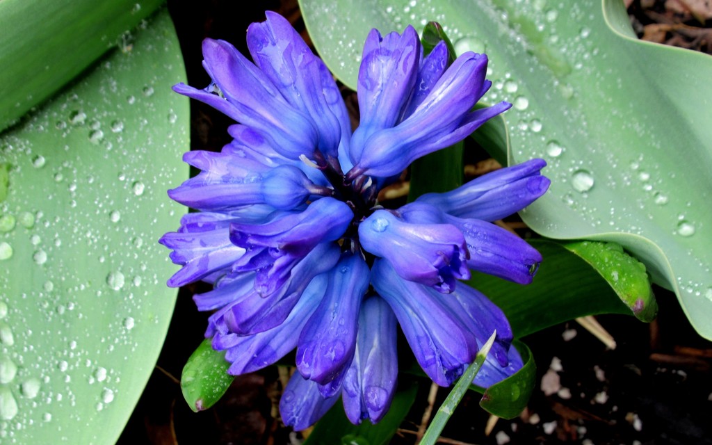 Hyacinth enjoying the few water drops by bruni