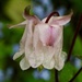 Soggy aquilegia  by orchid99