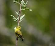 8th May 2019 - Female American Goldfinch