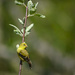 Female American Goldfinch by jgpittenger