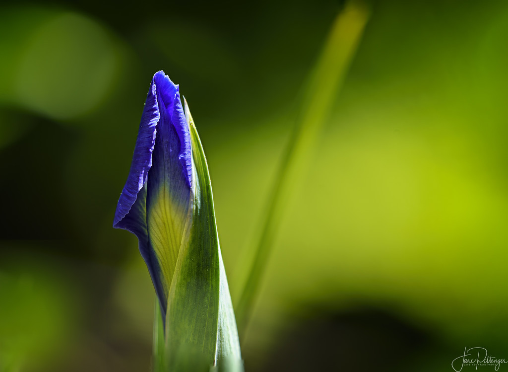 Purple Iris About To Pop by jgpittenger